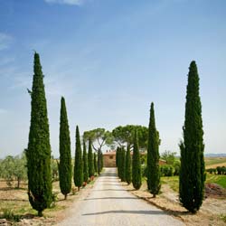 Cyprès de Florence / Cupressus sempervirens stricta